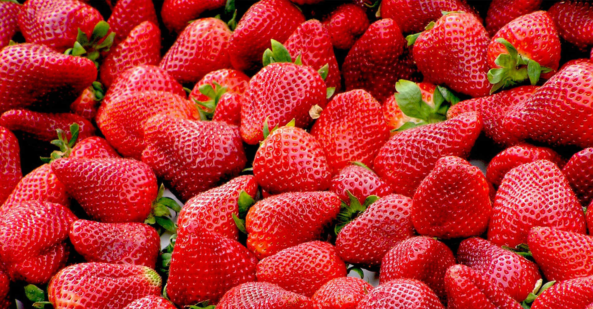 Schossberghof-Header-Erdbeeren2018