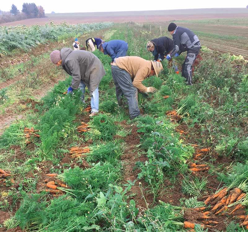 Schossberghof SoLawi Minfeld Karotten Ernte Helfer