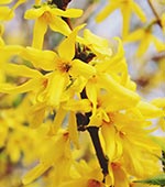 Schossberghof-Teaser-Forsythien