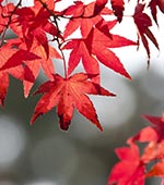 Schossberghof-Teaser-Herbst-Blaetter