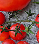 Teaser Tomate August eigener Anbau