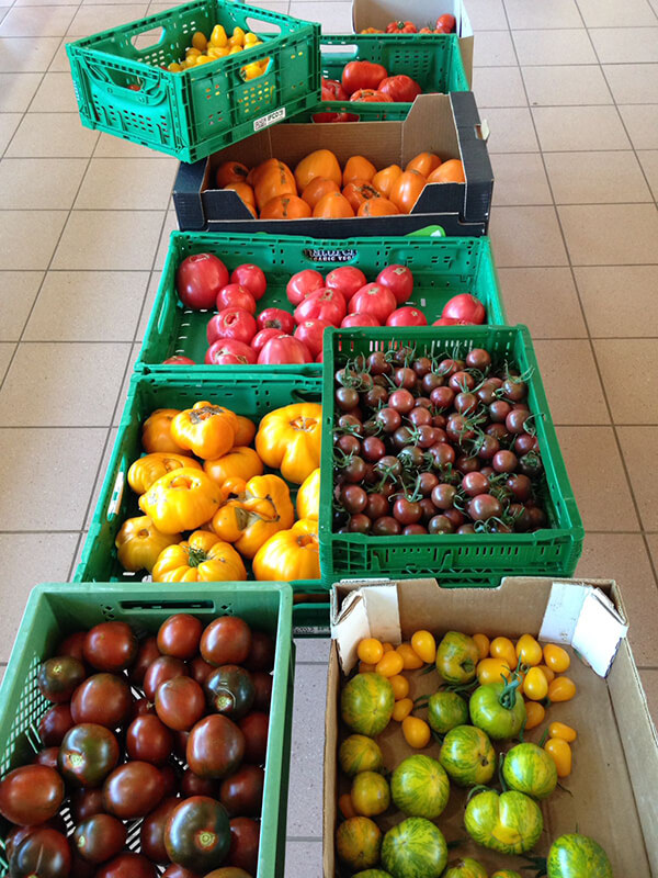 Verschiedene Tomaten eigener Anbau Hofpost August 2018